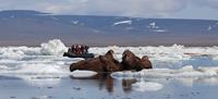 Walrus on Wrangel Island (c)ABrenie